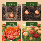 Tulpe 'Gudoshnik Double' – 48 Blumenzwiebeln (Zwiebelgröße 11/12)