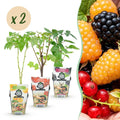 Himbeere (Rubus idaeus) – 6 Pflanzen, Ø9 cm, 35 cm hoch