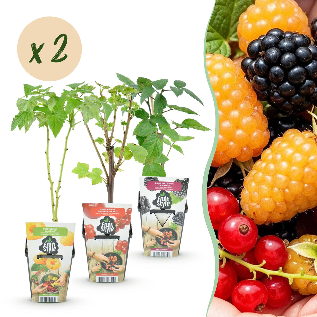 Framboos (Rubus idaeus) – 6 planten, Ø9 cm, 35 cm hoog