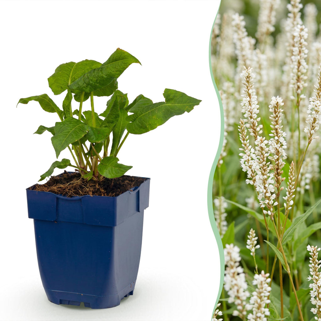 Persicaria amplexicaulis alba (Taubnessel) – weiß – 3 Pflanzen, Ø 11 cm, 15–25 cm hoch