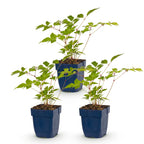 Astilbe 'Europa' (Fliederblumen) – rosa – 3 Pflanzen, Ø11 cm, 15–25 cm hoch