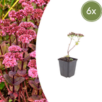 Sedum 'Matrona' (stonecrop) – 6 plants, Ø9 cm, 10–25 cm high