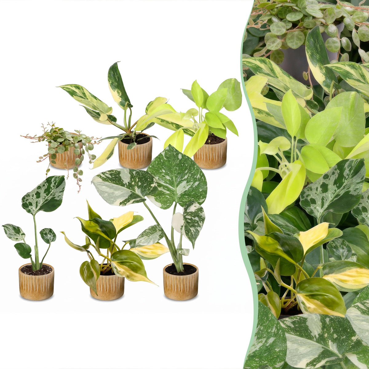 6× Babyplantjes Tropical Mix incl. Linnea Honey – Ø6 cm, 10–15 cm hoog