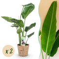 2× Stelitzia nicolai (Strelitzia) met mand – Ø17 cm, 70–90 cm hoog