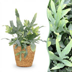 Phlebodium aureum Blue Star (blue fern) with basket – Ø12 cm, 25 cm high