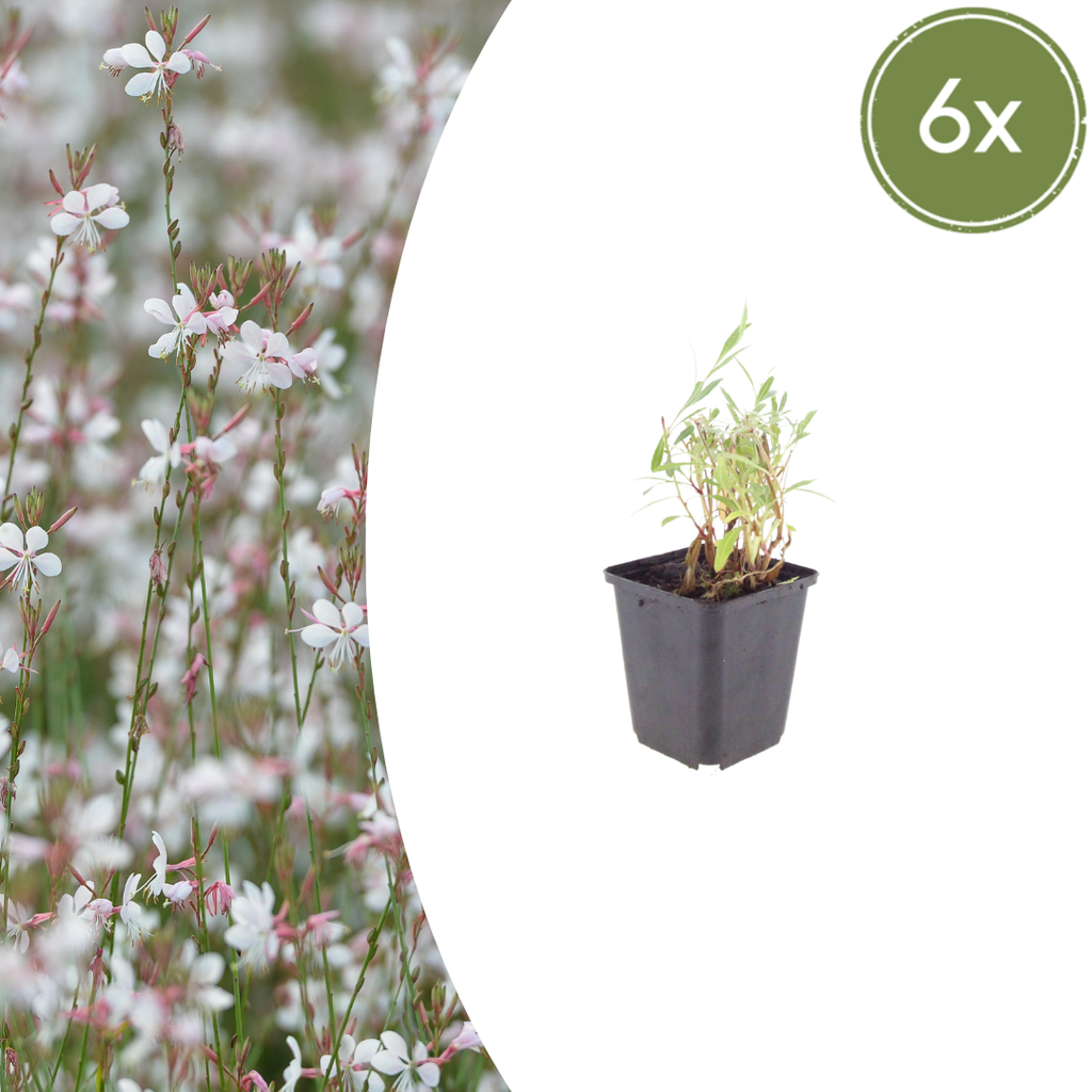 Gaura lindheimeri (Lindheimer's gaura) – 6 plants, Ø9 cm, 10–25 cm tall
