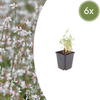 Gaura lindheimeri (Lindheimer's gaura) – 6 plants, Ø9 cm, 10–25 cm tall