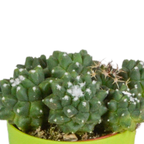 Mélange de cactus (Cactaceae) – Ø 6 cm, 16 cm de haut