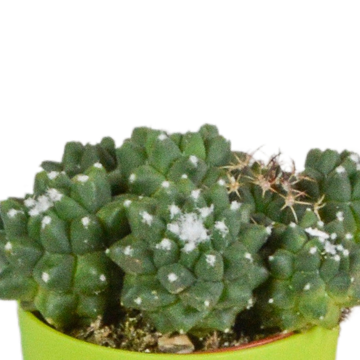 Mélange de cactus (Cactaceae) – Ø 6 cm, 16 cm de haut – photo 14