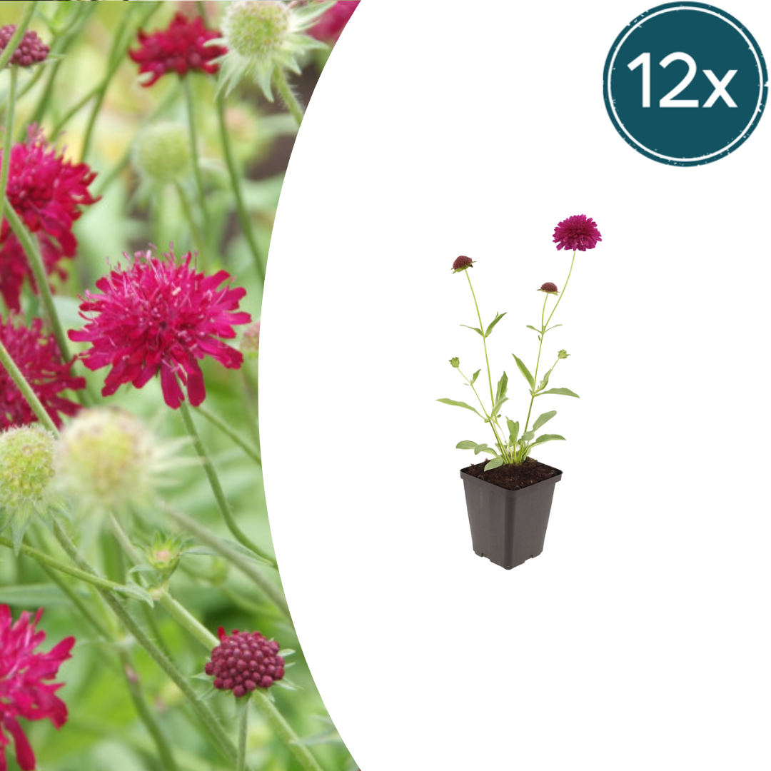 Knautia macedonica (beemdkroon) – 12 planten, Ø9 cm, 10–25 cm hoog