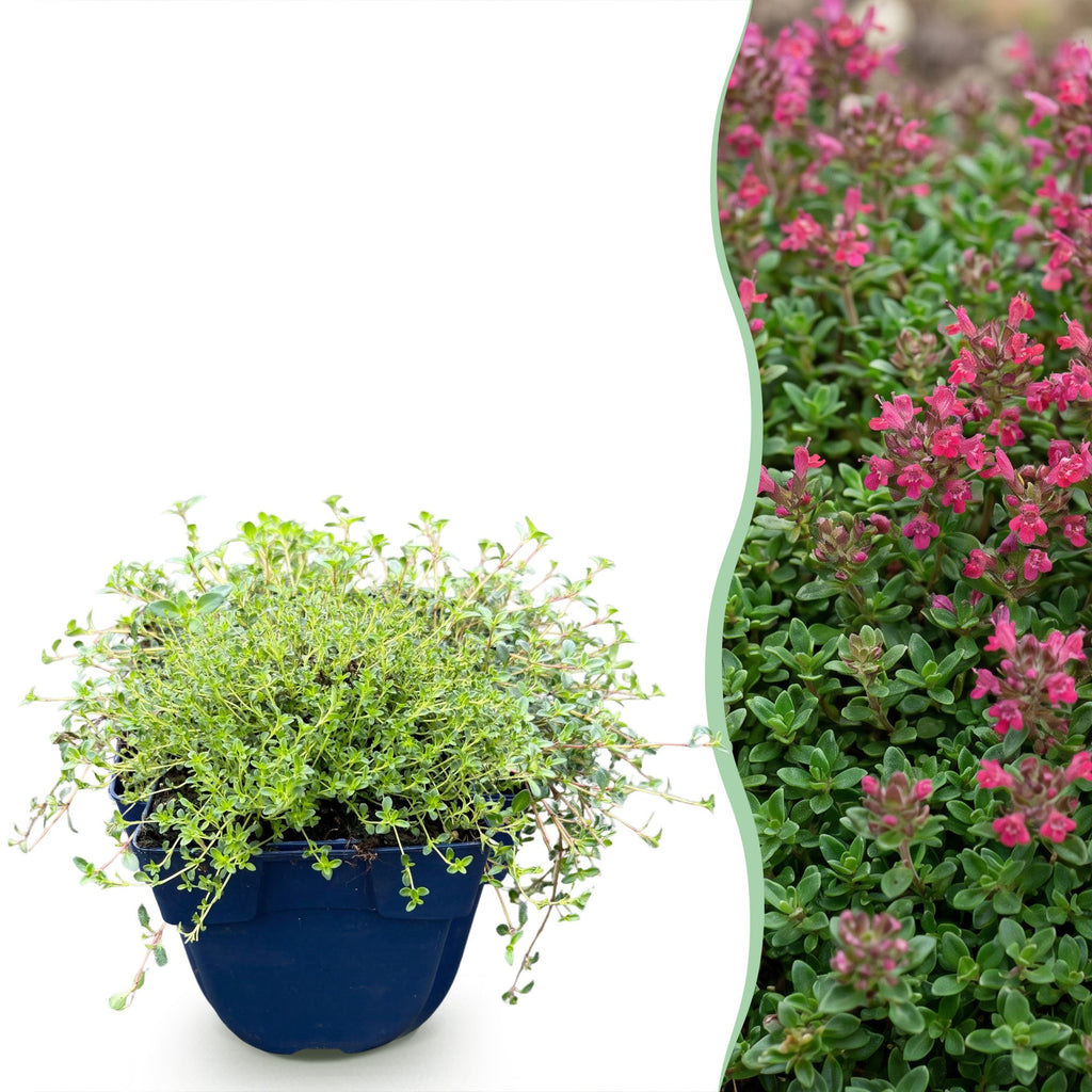 Thymus praecox 'Red Carpet' (smalbladet timian) – rosa-rød – Ø11 cm, 15–25 cm høj – billede 2