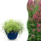 Thymus praecox 'Red Carpet' (smalbladet timian) – rosa-rød – Ø11 cm, 15–25 cm høj