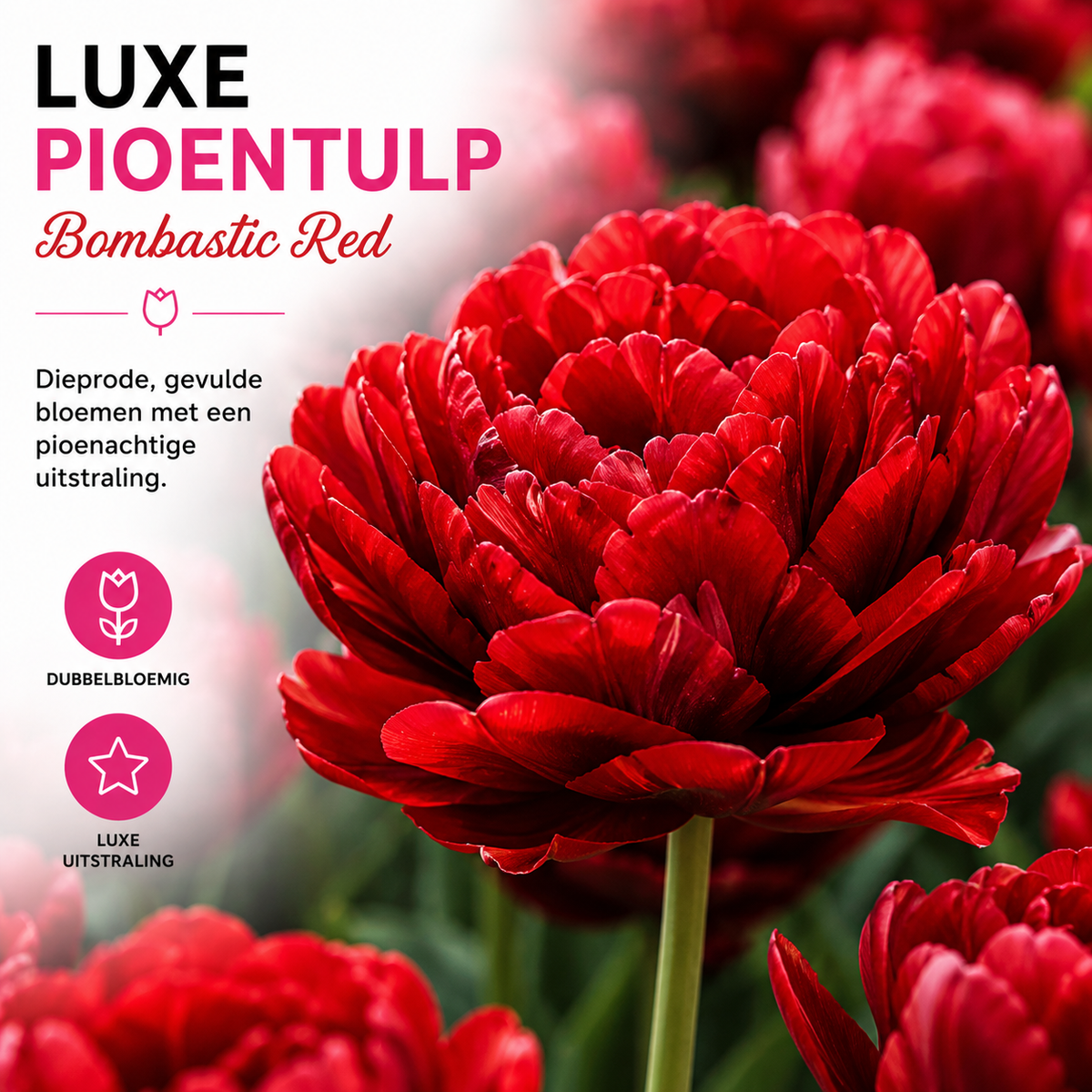 Tulipe 'Bombastic Red' – 20 bulbes (calibre 11/12)