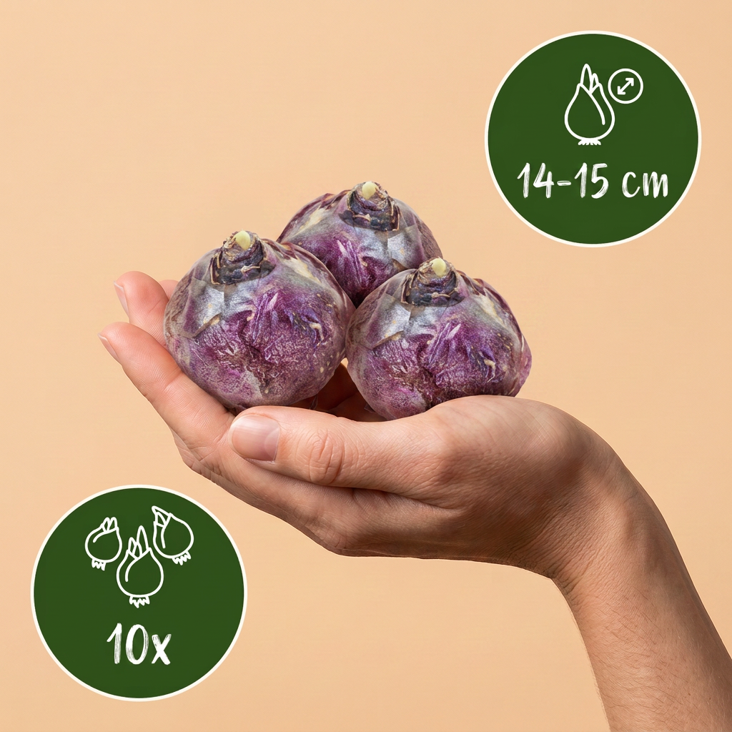Hyazinthen-Mix 'Blue Water' – 10 Blumenzwiebeln (Zwiebelgröße 14/15)