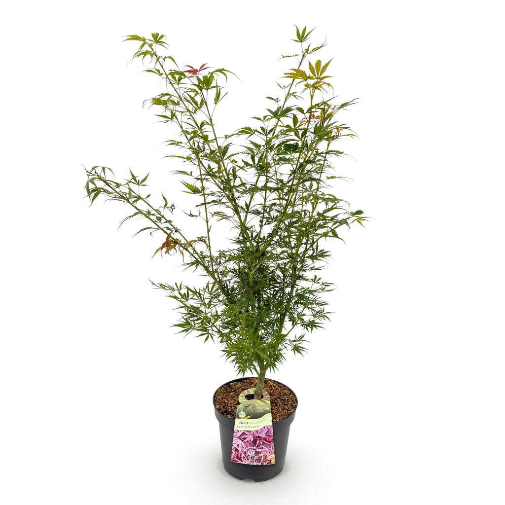 Acer palmatum 'Jerre Swarts' (Japanischer Ahorn) – orange-rot – Ø 26 cm, 90 cm hoch – Bild 2
