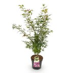 Acer palmatum 'Jerre Swarts' (Japanischer Ahorn) – orange-rot – Ø 26 cm, 90 cm hoch