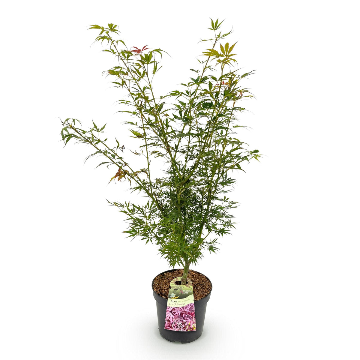 Acer palmatum 'Jerre Swarts' (Japanse esdoorn) – oranje-rood – Ø26 cm, 90 cm hoog