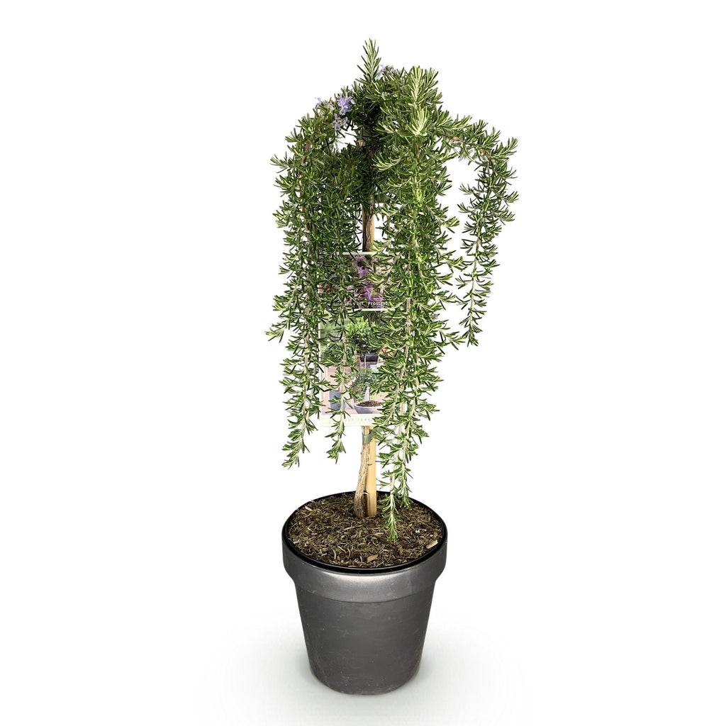 Romarin (Salvia rosmarinus) sur tige – Ø19 cm, 70–90 cm de haut – photo 2