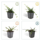 Cotoneaster pr. 'Queen Of Carpets' (dwarf cotoneaster) – 60 plants, Ø9 cm, 10–25 cm high