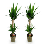 Yucca elephantipes – Ø19 cm, 95 cm hoog – art. 54724