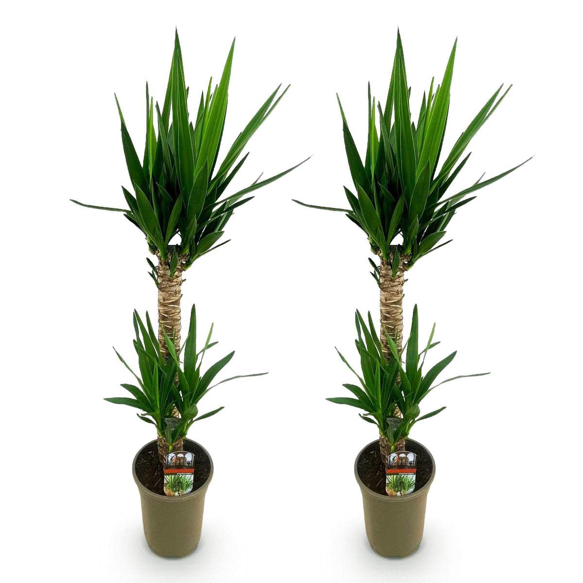 Yucca elephantipes – Ø19 cm, 95 cm hoog – art. 54724