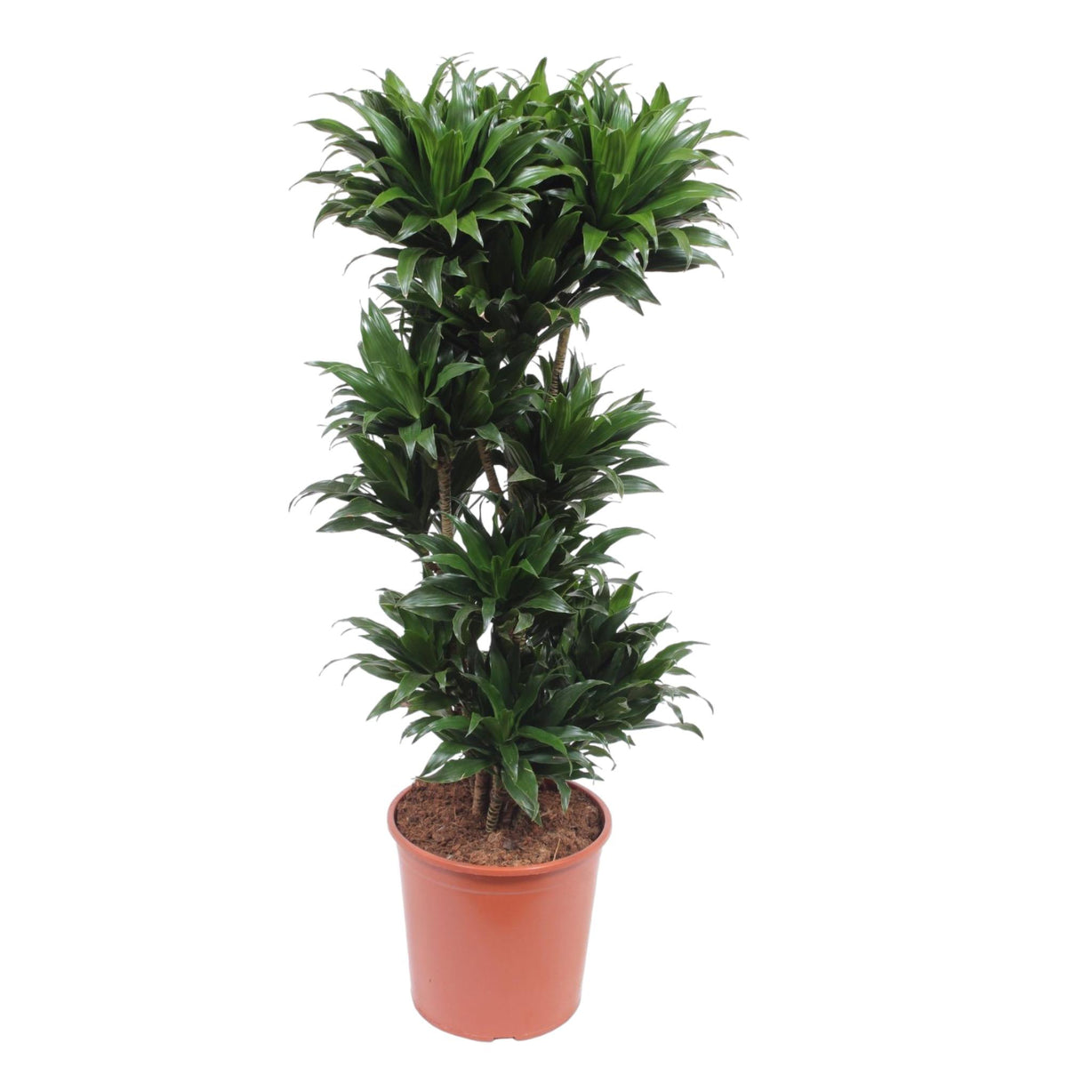 Dracaena Compacta (drakenboom) – Ø27 cm, 120 cm hoog