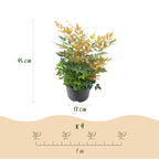 Nandina 'Gulfstream' (Himmlisches Bambus) – orange – Ø 17 cm, 45 cm hoch