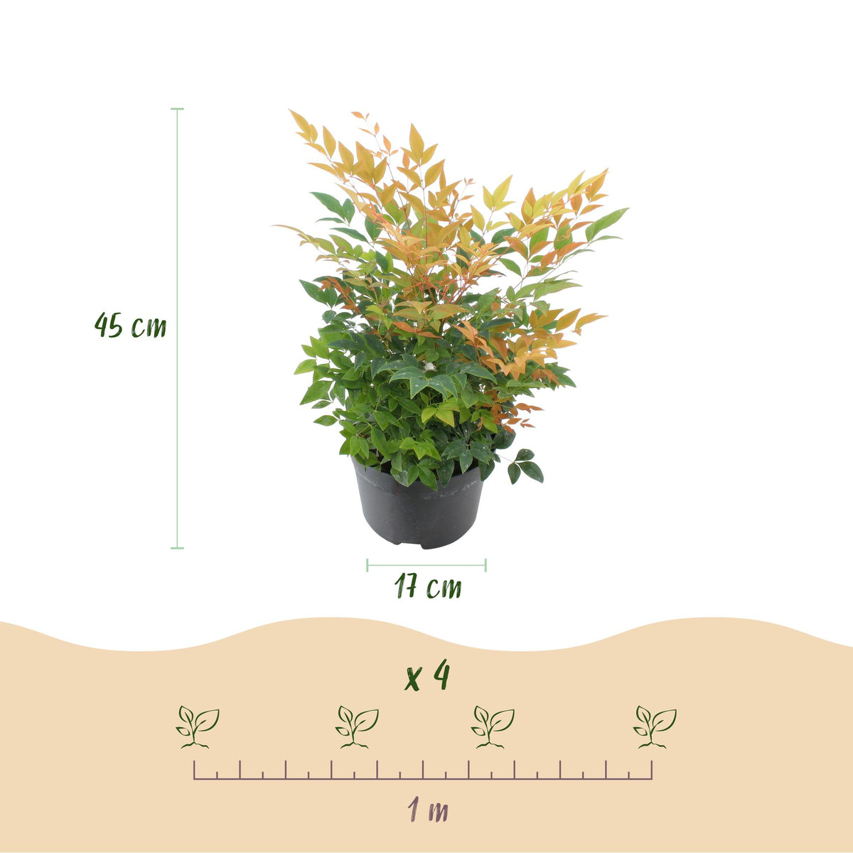 Nandina 'Gulfstream' (Himmlisches Bambus) – orange – Ø 17 cm, 45 cm hoch – Bild 3