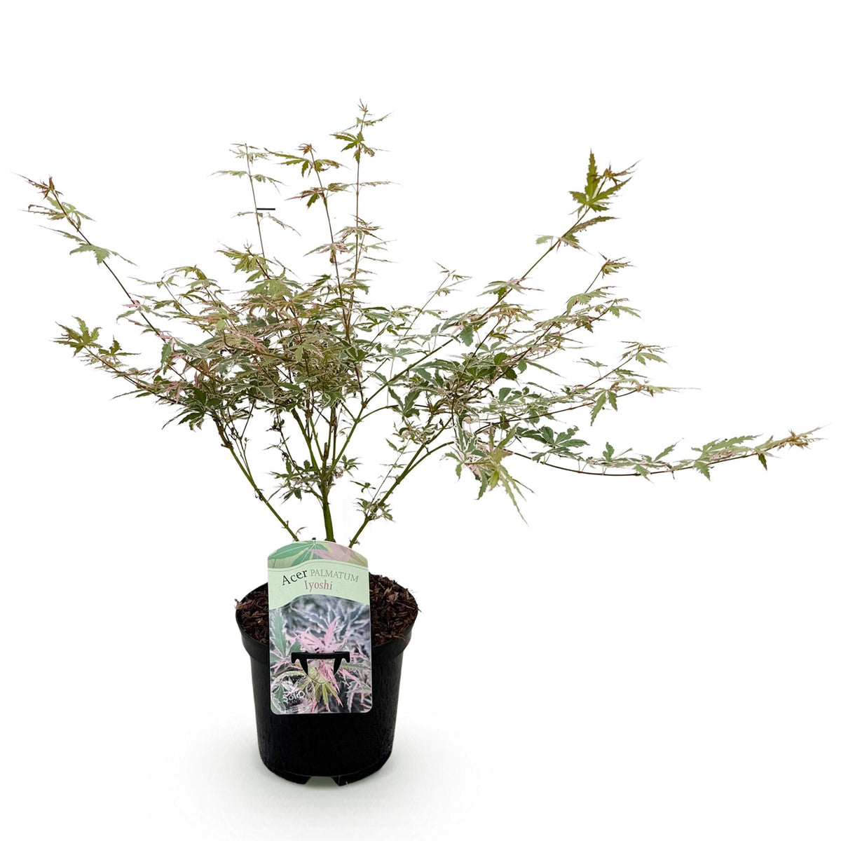 Acer palmatum 'Iyoshi' (Japanse esdoorn) – roze – Ø19 cm, 70 cm hoog