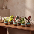 6× Baby Philodendron Family inkl. Copper Reef – Ø6 cm, 10–15 cm høj