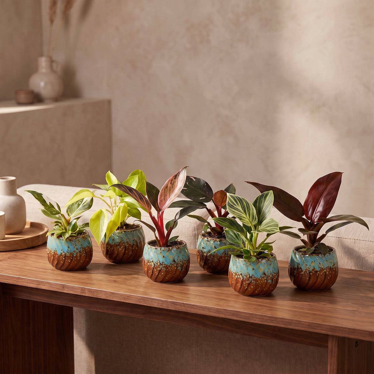 6× Baby Philodendron Family inkl. Copper Reef – Ø6 cm, 10–15 cm høj