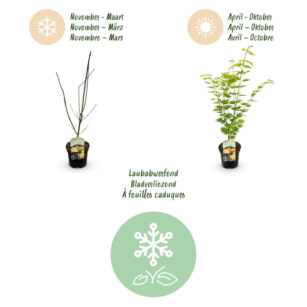 Acer palmatum 'Jordan' (Japanse esdoorn) – geel – Ø19 cm, 70 cm hoog – foto 4