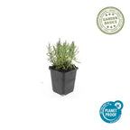 Lavandula angustifolia 'Munstead' (lavendel) – 60 planten, Ø9 cm, 10–25 cm hoog