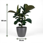 Ficus elastica Cloe (rubberplant) in Potter-sierpot grijs – Ø19 cm, 65 cm hoog