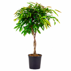 Ficus Amstel King på flettet stamme – Ø27 cm, 130 cm høj