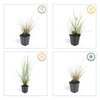 Pennisetum alopecuroides 'Hameln' (fountain grass) – 12 plants, Ø9 cm, 10–25 cm high