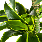 Dracaena Deremensis Dorado (Drachenbaum) mit Korb – Ø24 cm, 120–140 cm hoch