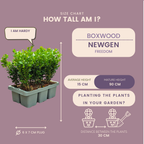 Buxus 'NewGen Freedom' – 72 Pflanzen, Ø 7 cm, 15 cm hoch