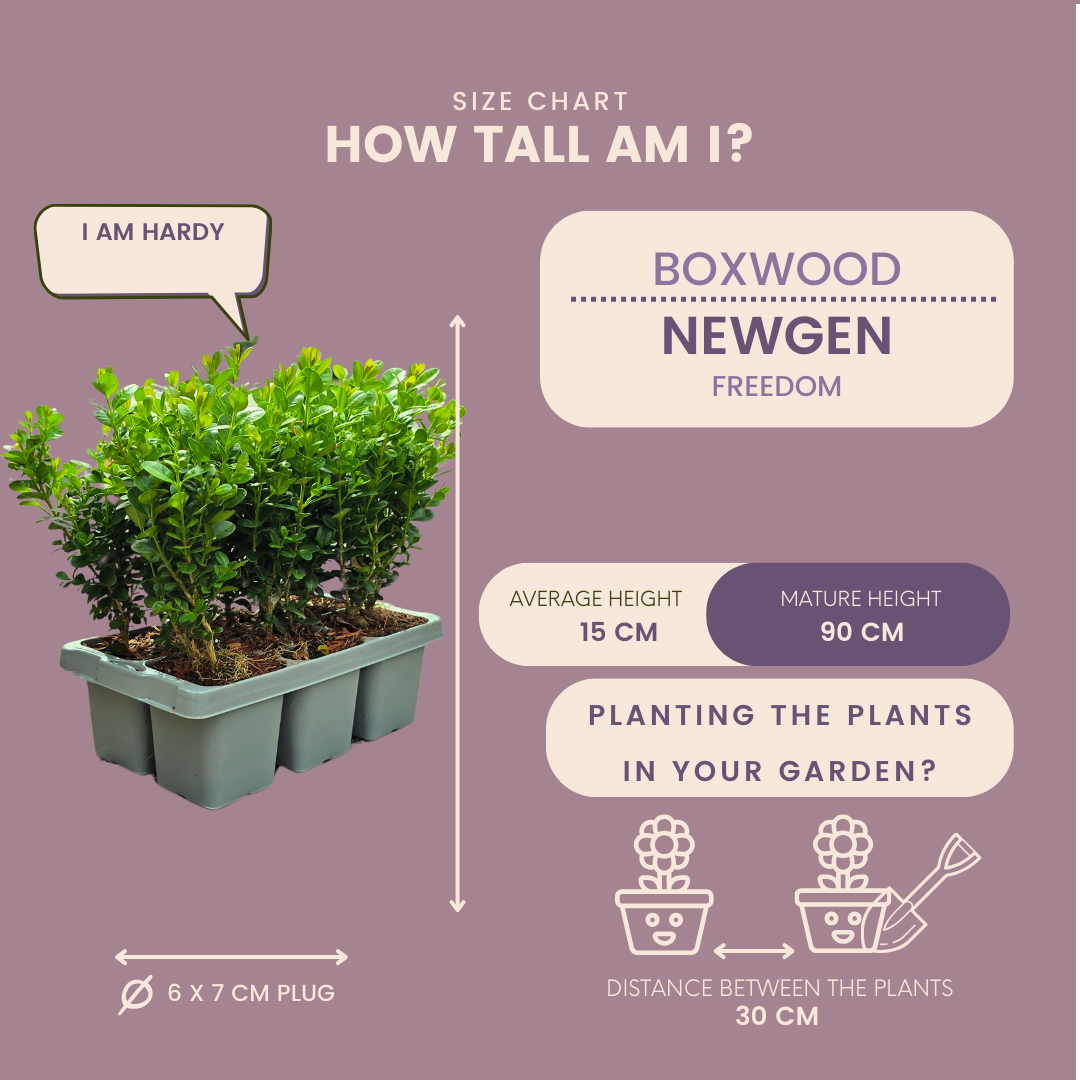 Buxus 'NewGen Freedom' – 72 Pflanzen, Ø 7 cm, 15 cm hoch