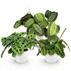 3× Maranta Silverband, Marantha Lemon Lime Marantha Kerchoveana (prayer plant) in white Potter decorative pot – Ø12 cm, 25 cm high