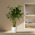 Caryota Mitis (palmier queue-de-renard) – Ø32 cm, 250 cm de haut