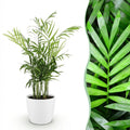 Goudpalm (Dypsis) in Potter-sierpot wit – Ø12 cm, 15 cm hoog