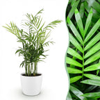 Goudpalm (Dypsis) in Potter-sierpot wit – Ø12 cm, 15 cm hoog