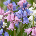 Mélange de jacinthes espagnoles (Hyacinthoides hispanica) – 80 bulbes (taille 7/8)