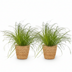 2× Cyperus alternifolius Zumula (sivgræs) med kurv – Ø12 cm, 20 cm høj