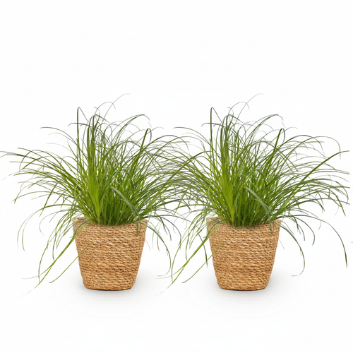 2× Cyperus alternifolius Zumula (cyperusgras) met mand – Ø12 cm, 20 cm hoog