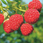Rubus idaeus 'Malling Promise' (Himbeerpflanze) – 2 Pflanzen, Ø15 cm, 50 cm hoch