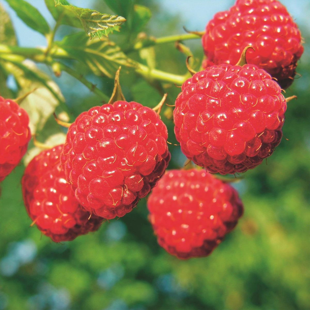 Rubus idaeus 'Malling Promise' (frambozenplant) – 2 planten, Ø15 cm, 50 cm hoog – foto 5