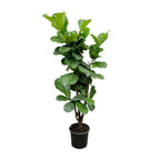 Ficus lyrata ramifié (ficus lyre) – Ø27 cm, 120 cm de haut