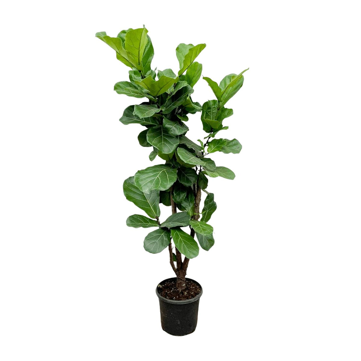 Verzweigter Ficus lyrata (Geigenfeigen) – Ø 27 cm, 120 cm hoch